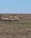 503 Grants Og Thomsons Gazeller Serengeti Tanzania Anne Vibeke Rejser IMG 7355