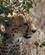 516 Gepard Serengeti Tanzania Anne Vibeke Rejser DSC07932