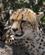 517 Gepard Serengeti Tanzania Anne Vibeke Rejser DSC07931