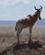 520 Koantilope Serengeti Tanzania Anne Vibeke Rejser DSC07957