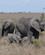 525 Elefanter Med Unge Serengeti Tanzania Anne Vibeke Rejser DSC07982