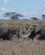 526 Elefanterne Passerer Serengeti Tanzania Anne Vibeke Rejser DSC07984