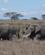 526 Elefanterne Passerer Serengeti Tanzania Anne Vibeke Rejser DSC07984