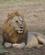 540 Dyrenes Konge Serengeti Tanzania Anne Vibeke Rejser DSC08069