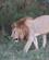 541 Hanløve Serengeti Tanzania Anne Vibeke Rejser DSC08061
