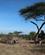 604 Morgen På Savannen Serengeti Tanzania Anne Vibeke Rejser IMG 7417