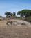 609 Klippeformationer Serengeti Tanzania Anne Vibeke Rejser IMG 7428