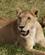 633 Mætte Løver Serengeti Tanzania Anne Vibeke Rejser DSC08217