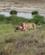 634 Helt For Mig Selv Serengeti Tanzania Anne Vibeke Rejser IMG 7471