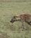 910 Plettet Hyæned Ngorongoro Tanzania Anne Vibeke Rejser DSC08361