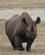 915 Forvirret Næsehornd Ngorongoro Tanzania Anne Vibeke Rejser DSC08388