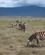 925 Zebraerd Ngorongoro Tanzania Anne Vibeke Rejser IMG 7533