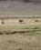 932 Løverd Ngorongoro Tanzania Anne Vibeke Rejser DSC08425