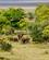 940 Elefanterd Ngorongoro Tanzania Anne Vibeke Rejser DSC08453