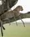 608A Leopard Rasmus Schoenning Serengeti Tanzania Anne Vibeke Rejser