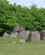 108 Langdysse Lindeskov Hestehave Fyn Anne Vibeke Rejser IMG 8630