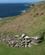 210 Stengærde Dursey Island Irland Anne Vibeke Rejser IMG 5238