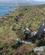 308 Vandrestien Bere Island Irland Anne Vibeke Rejser IMG 5289