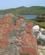 902 Bjergarter I Området Shetland Skotland Anne Vibeke Rejser IMG 6097