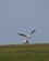 1022 Måger Eshaness Shetland Skotland Anne Vibeke Rejser DSC07040