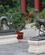 308 Fabeldyr Sommerpaladset Kina Anne Vibeke Rejser IMG 1265