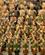 1006 Terrakottafigurer Xi'an Kina Anne Vibeke Rejser IMG 1620