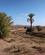 606 Ebkeltstående Træer Og Buske I Ørkenen Skoura Marokko Anne Vibeke Rejser IMG 0563