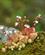 511 Blomst På Murværket Guimaraes Portugal Anne Vibeke Rejser DSC09357