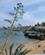 1320 Agave Over Badestrand Cascais Portugal Anne Vibeke Rejser IMG 8011