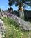 716 Vandring Mellem Forårsblomster Castelo De Vide Portugal Anne Vibeke Rejser IMG 5526