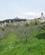 311 Assisi Ligger Omgivet Af Olivenlunde Assisi Italien Anne Vibeke Rejser IMG 7139