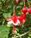11 Fuchsia Og Mange Andre Kønne Blomster Azorerne Portugal Anne Vibeke Rejser PICT0121