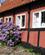 642 Hortensia Og Bindingsværk Gudhjem Bornholm Anne Vibeke Rejser IMG 8392