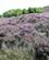 1126 Højlyngen I Blomst Hammerknuden Bornholm Anne Vibeke Rejser IMG 8648