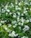 1008 Ramsløg I Blomst Kadeau Bornholm Anne Vibeke Rejser IMG 6514