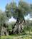 400 Et 1700 År Gammelt Oliventræ Olivio De S. Emiliano Trevi Umbrien Italien Anne Vibeke Rejser IMG 7203