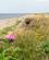 197 Her I Området Fandt Arkæologer Møddingen Fra Ertebøllekulturen Limfjordsruten Limfjorden Jylland Anne Vibeke Rejser PICT0162