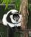 142 Lemur En Halvabe Som Kun Lever Vildt På Madagaskar Randers Regnskov Anne Vibeke Rejserimg 8509
