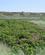 108 Klitroserne Blomstrer Gammelgab Nymindegab Vestjylland Anne Vibeke Rejser IMG 7930