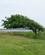 114 Træer Viser Retningen For Den Dominerende Vind Hindø Stadil Fjord Ringkøbing Vestjylland Anne Vibeke Rejser IMG 8008