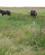 117 Får Og Heste Hjælper Med Naturplejen Hindø Stadil Fjord Ringkøbing Vestjylland Anne Vibeke Rejser IMG 8018
