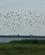 118 Fugelflok Hindø Stadil Fjord Ringkøbing Vestjylland Anne Vibeke Rejser DSC05930