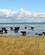 110 Løsgående Galloway Kvaeg I Vandkanten Knudshoved Odde Vordingborg Anne Vibeke Rejser PICT0035