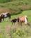 138 Fritgaeende Heste Nekseloe Havnsoe Anne Vibeke Rejser Image160