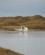 312 Sangsvaner Langaholt Gaestehus Snaefellsnes Island Anne Vibeke Rejser DSC09848