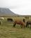 500 Islandske Heste Ved Lysuholl Hestefarm Snaefellsnes Island Anne Vibeke Rejser IMG 2689