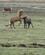 502 Lidt Kamp Om Pladsen Lysuholl Hestefarm Snaefellsnes Island Anne Vibeke Rejser IMG 2699