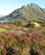 833 Fjeldblomster I Efteraarsfarver Tindsoeya Vesteraalen Hurtigruten Norge Anne Vibeke Rejser IMG 2764