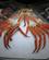 1606 Kongekrabber Paa Fisketorvet Bergen Vestlandet Hurtigruten Norge Anne Vibeke Rejserimg 3412