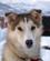 150 Slaedehund Ved Tromsoe Vildmarkssenter Tromsoe Hurtigruten Norge Anne Vibeke Rejser PICT0153